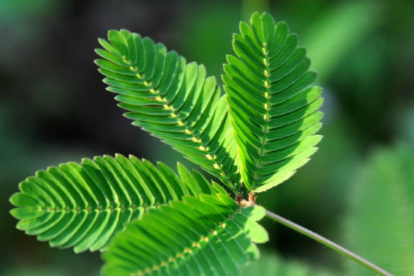 预报天气的十种植物 预报天气的植物有哪些