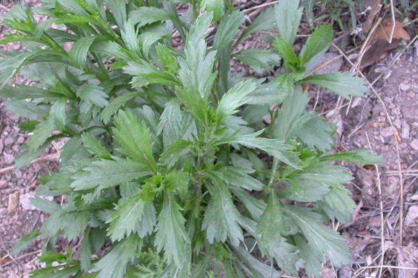 预报天气的十种植物 预报天气的植物有哪些