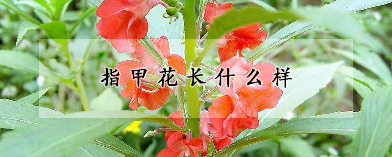 指甲花长什么样