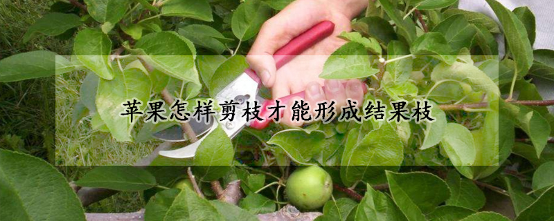 苹果怎样剪枝才能形成结果枝