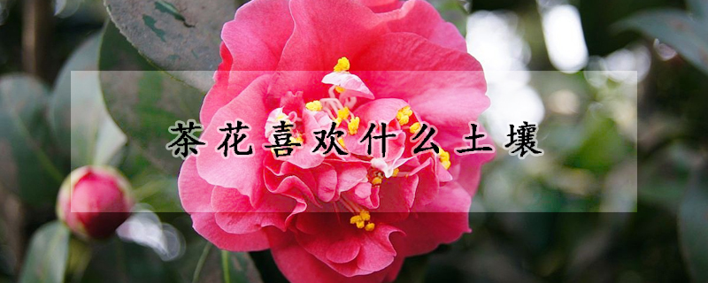 茶花喜欢什么土壤