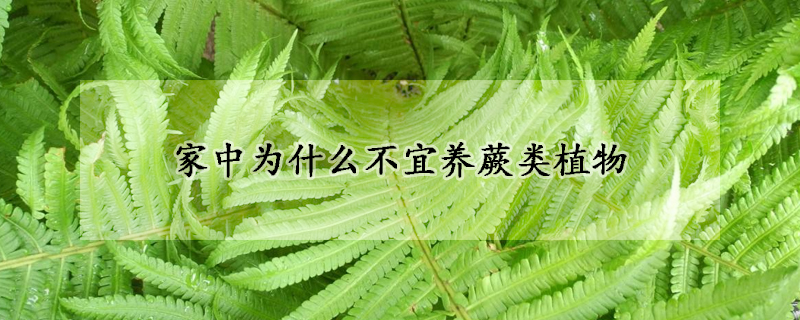 家中为什么不宜养蕨类植物