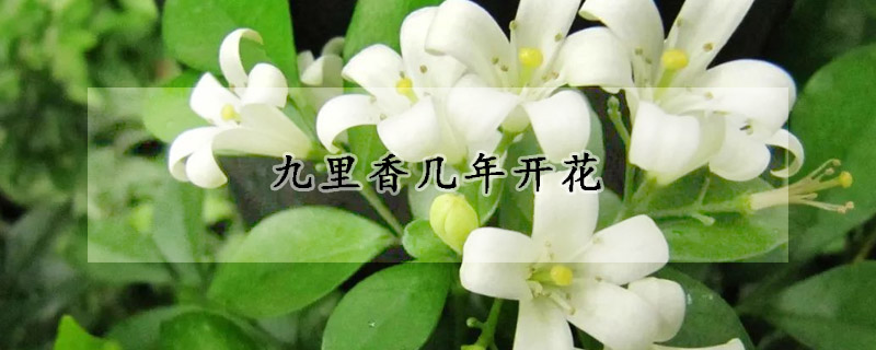 九里香几年开花