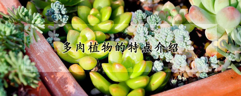 多肉植物的特点介绍