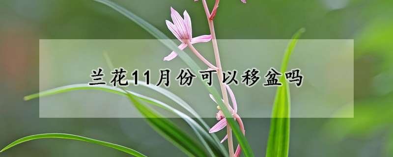 兰花11月份可以移盆吗