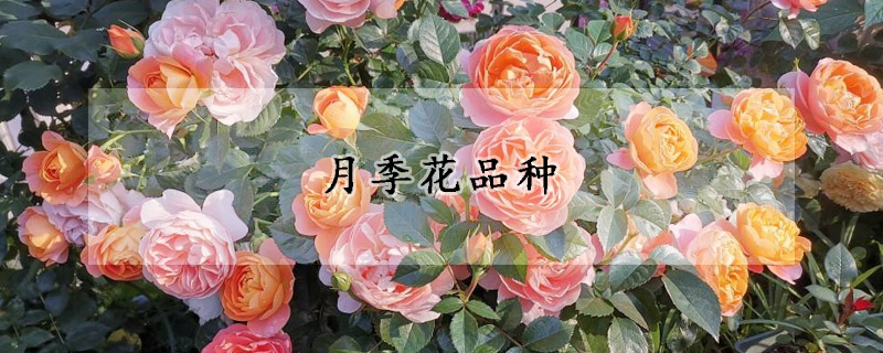 月季花品种