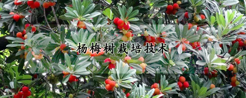杨梅树栽培技术