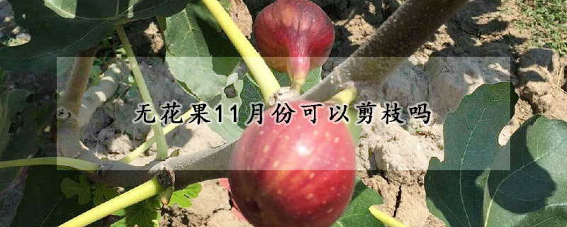 无花果11月份可以剪枝吗