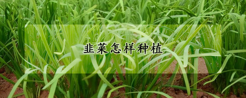 韭菜怎样种植