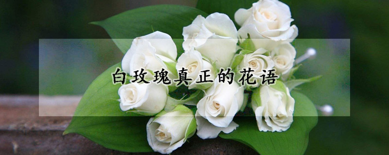 白玫瑰真正的花语