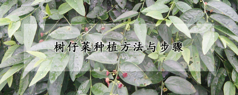 树仔菜种植方法与步骤