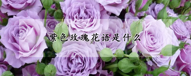 紫色玫瑰花语是什么