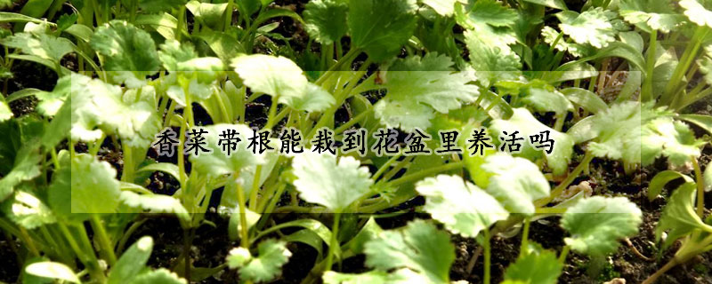 香菜带根能栽到花盆里养活吗