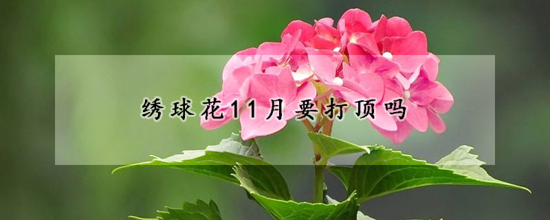 绣球花11月要打顶吗