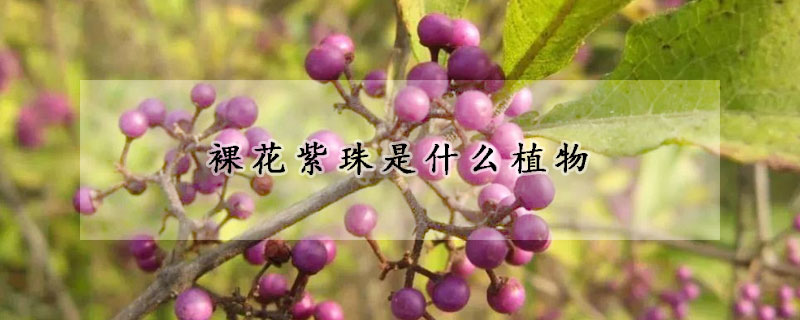 裸花紫珠是什么植物