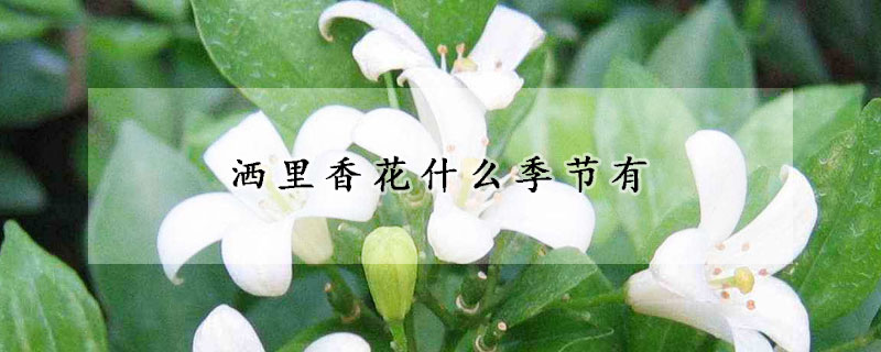 洒里香花什么季节有