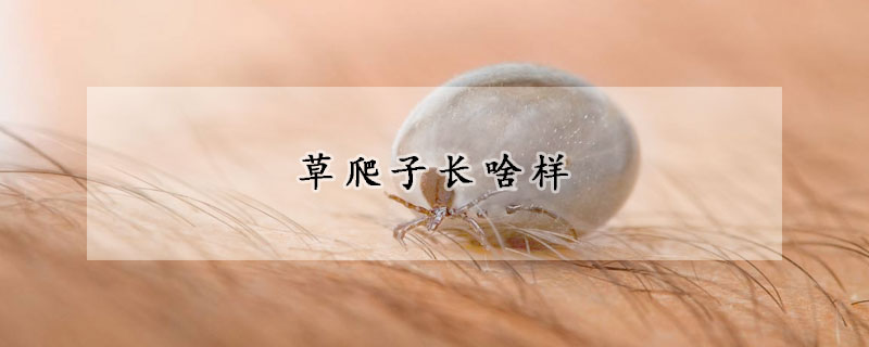 草爬子长啥样