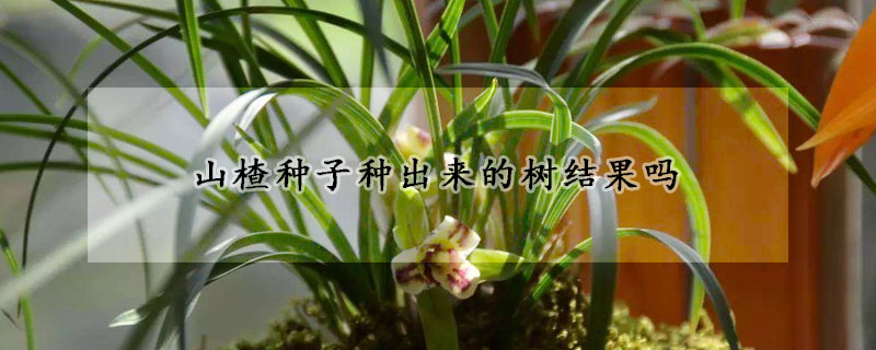 兰花分株的正确方法