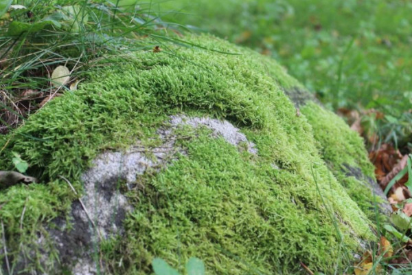 常见的10种苔藓植物 苔藓植物都有哪些