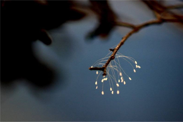 世界上最诡异漂亮的花 世界上最诡异的花卉品种