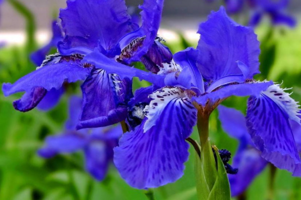 世界上最美蓝色的花 世界上什么蓝色花最美
