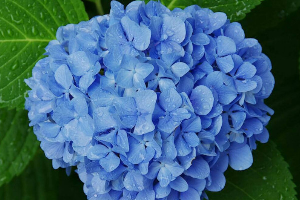世界上最美蓝色的花 世界上什么蓝色花最美