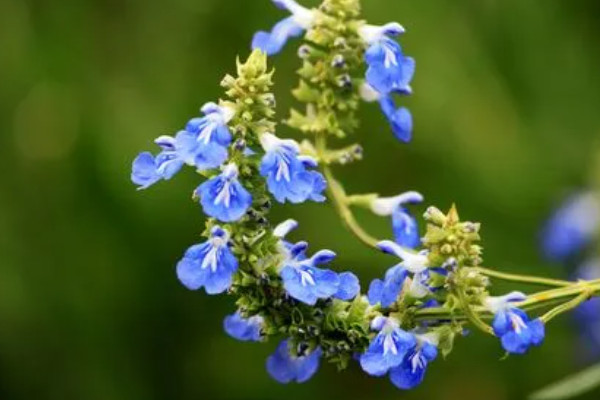 世界上最美蓝色的花 世界上什么蓝色花最美