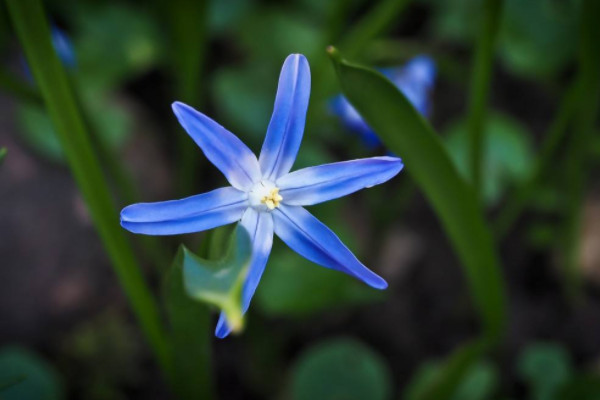 世界上最美蓝色的花 世界上什么蓝色花最美