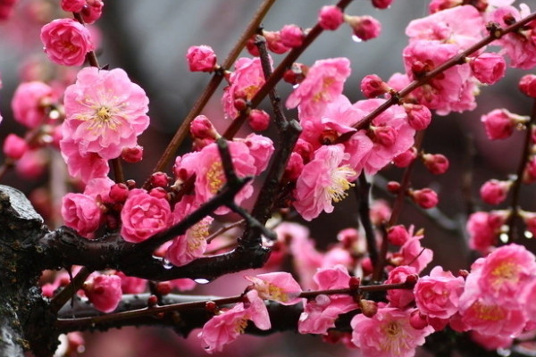 中国十大名花 中国十大名花是什么