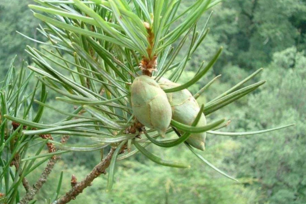 国家一级珍稀植物 国家一级珍稀植物有哪些