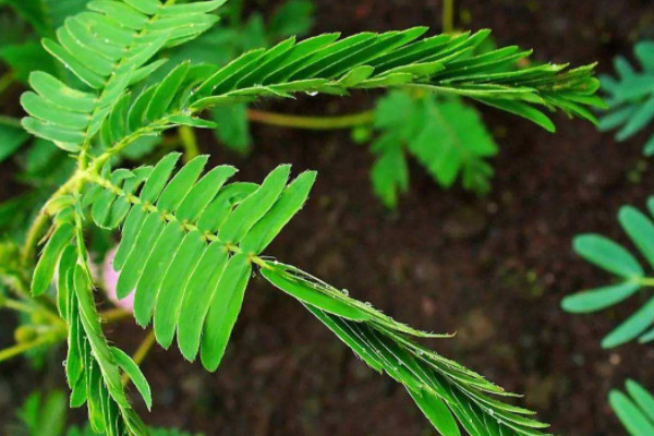 与众不同的植物有哪些 不一样的植物