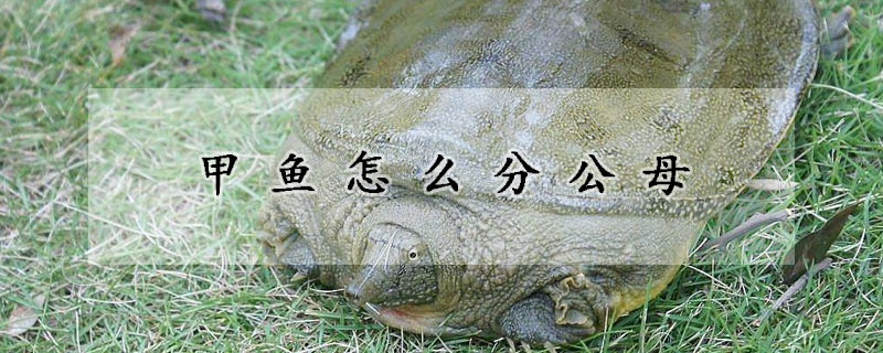 甲鱼怎么分公母