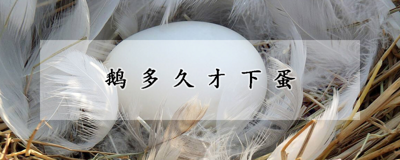 鹅多久才下蛋