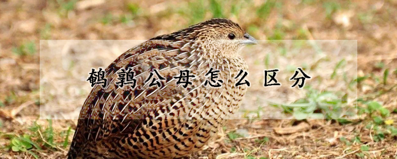 鹌鹑公母怎么区分