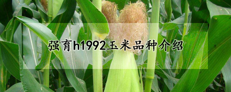 强育h1992玉米品种介绍