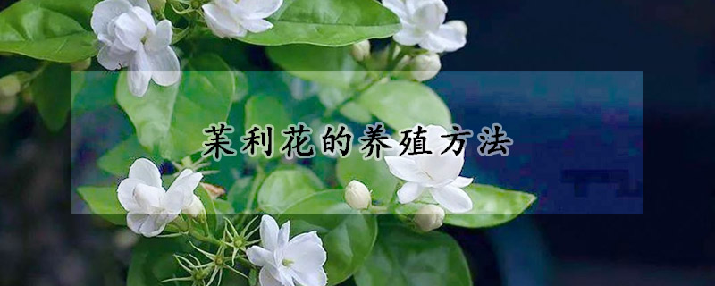 苿利花的养殖方法