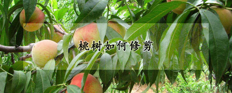 桃树如何修剪