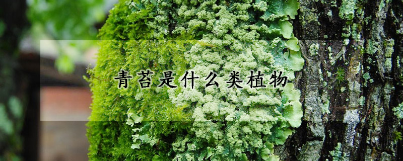 青苔是什么类植物