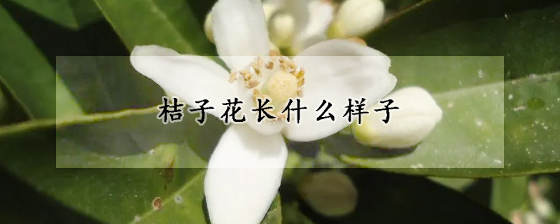 桔子花长什么样子