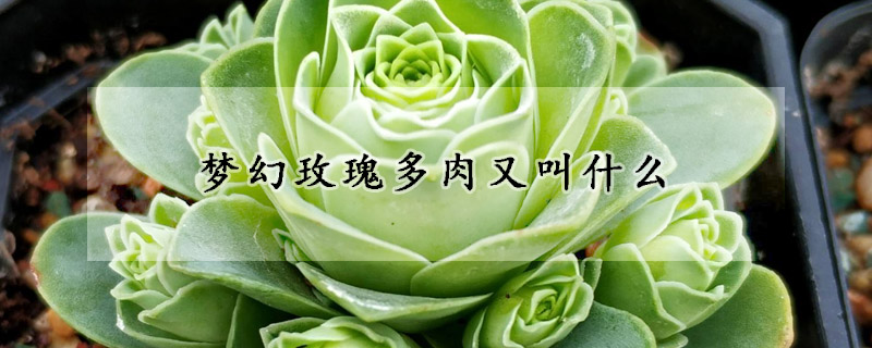 梦幻玫瑰多肉又叫什么