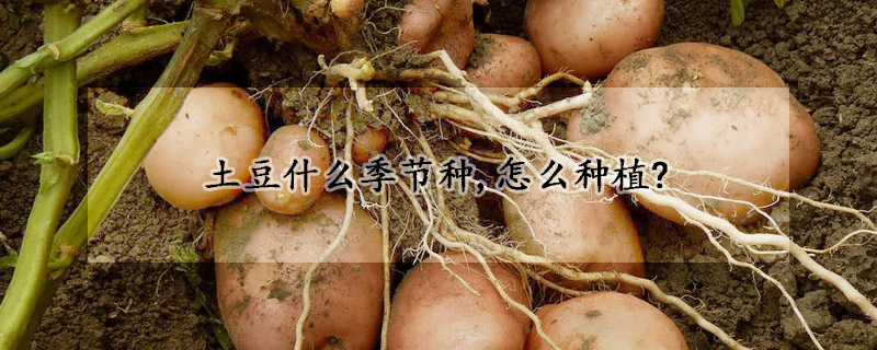 土豆什么季节种,怎么种植?