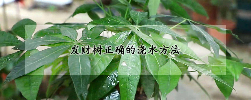 发财树正确的浇水方法