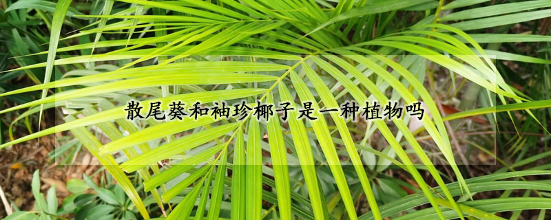 散尾葵和袖珍椰子是一种植物吗