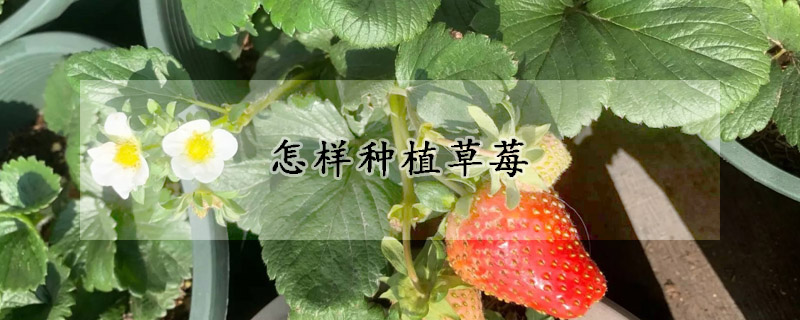 怎样种植草莓