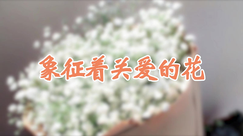 象征着关爱的花