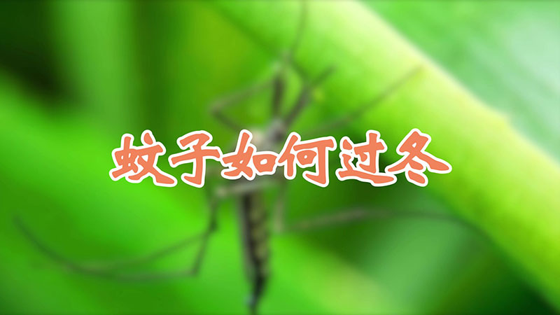 蚊子如何过冬