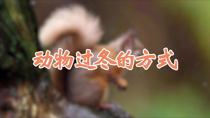 动物过冬的方式