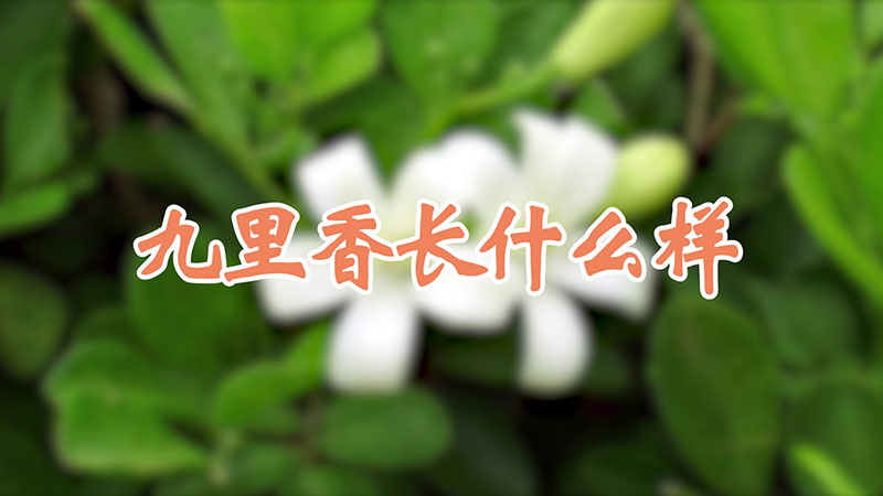 九里香长什么样