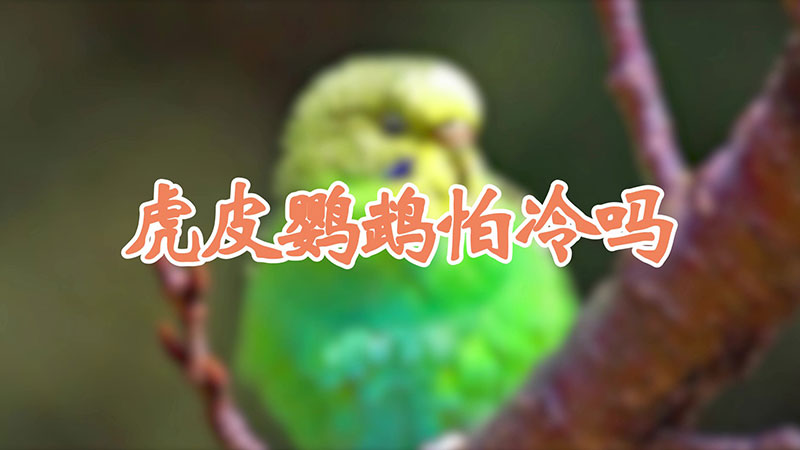 虎皮鹦鹉怕冷吗