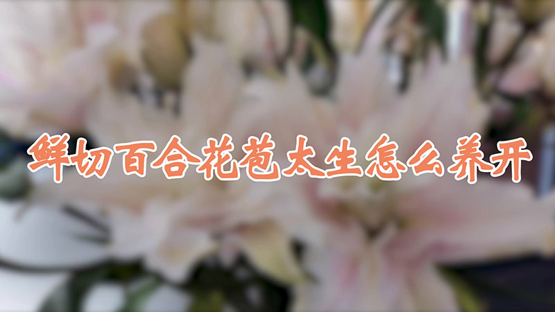 鲜切百合花苞太生怎么养开